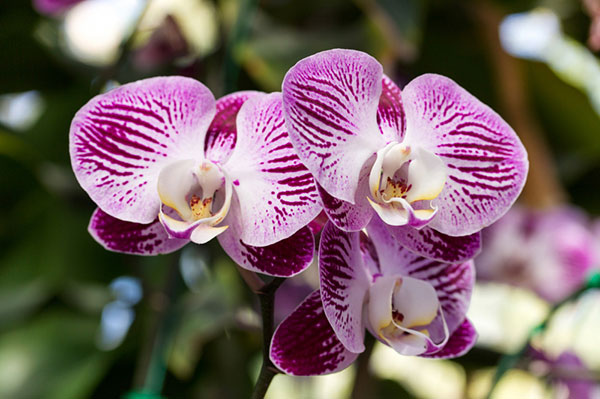 Орхидеите - Пълно ръководство за отглеждане - Какво не знаете